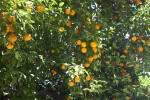 Fruiting Valencia Orange Tree at Capitol Park in Sacramento