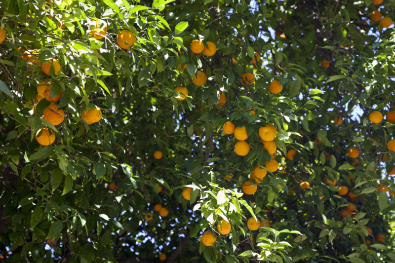 Fruits and Leaves of a Valencia Orange Tree
