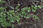 Fuchsia-Flowered Gooseberry Branches