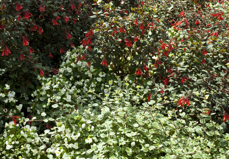 Fuchsia Flowers