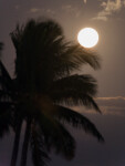 Full Moon and Palm Trees