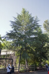 Full View of a Deodar Cedar