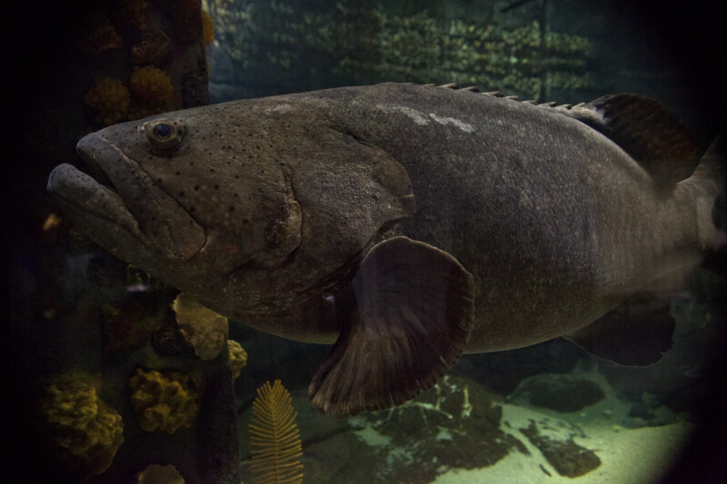 Full View of a Goliath Grouper