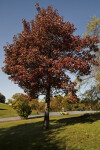 Full View of a Maple Tree at Boyce Park