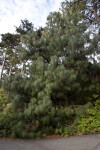 Full View of an Ocote Pine
