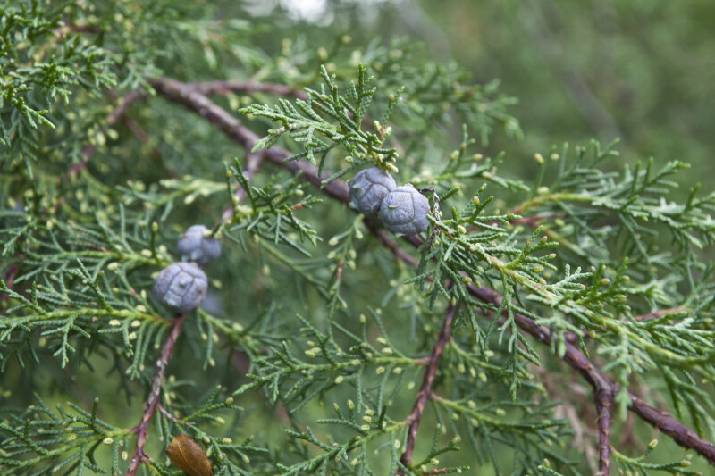 Funeral Cypress Branch with Leaves and Berries