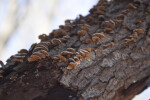 Fungi Growing on Tree Bark