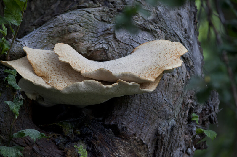 Fungus Growing from a Tree