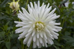 "Furka" Dahlia