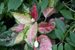 Garden Croton