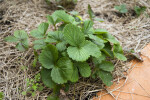 Garden Strawberry Leaves