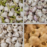 Garlic photographs