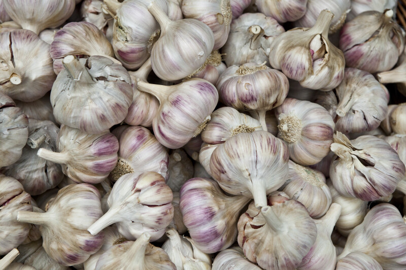 Garlic for Sale