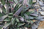 Gasteria picta