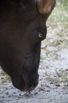 Gaur with Light Colored Eyes Sniffing Ground