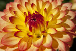 "Gazani" Dahlia Close-Up