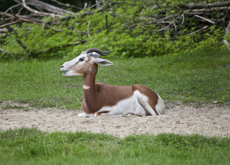 Gazelle with Mouth Open