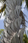 Gebang Palm Trunk