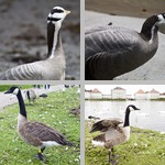 Geese photographs