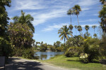 General View of Palms