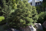 'Gentsch White' Eastern Hemlock Tree at the Denver Botanic Gardens