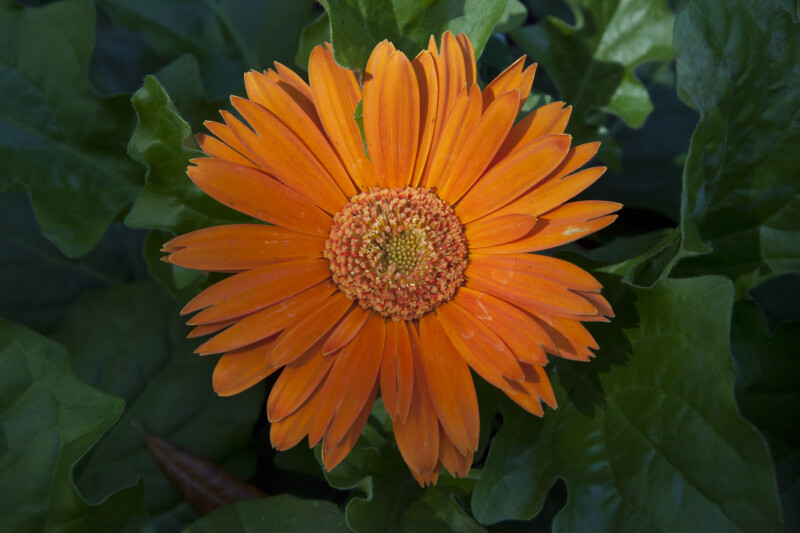 Gerbera Orange Daisy