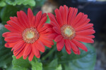 Gerbera Red Daisy