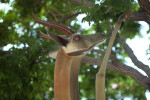 Gerenuk Sculpture
