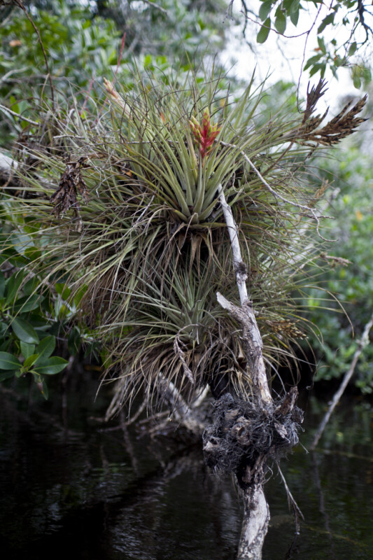 Giant Airplant at Halfway Creek in Everglades National Park