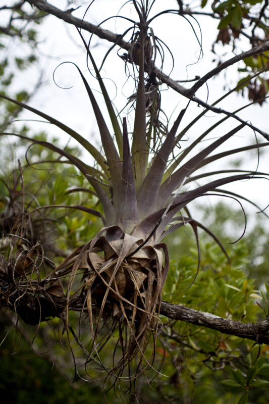 Giant Airplant in Branch of Tree