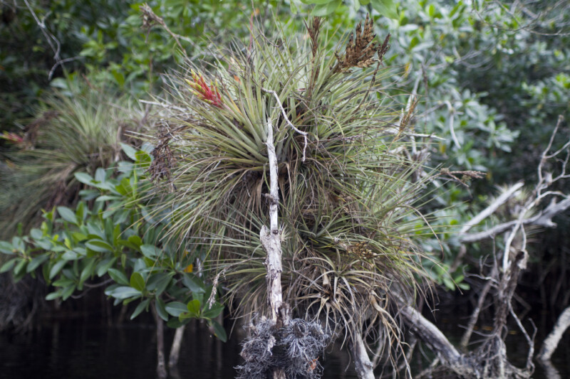 Giant Airplant Nestled in Branches of Tree