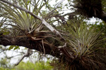 Giant Airplants in the Branches of a Tree