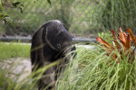 Giant Anteater and Bush