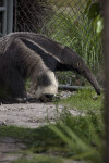 Giant Anteater and Fence