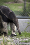 Giant Anteater Walking