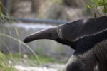 Giant Anteater