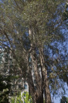 Giant Gum Tree at Capitol Park in Sacramento