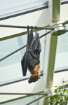 Giant Indian Flying Fox Hanging from Wire