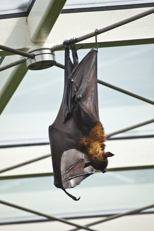 Giant Indian Flying Fox Hanging Upside Down