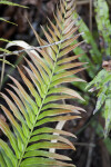 Giant Leather Fern Frond