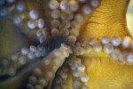 Giant Pacific Octopus Underside