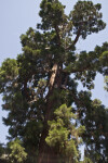 Giant Sequoia Tree Full-View