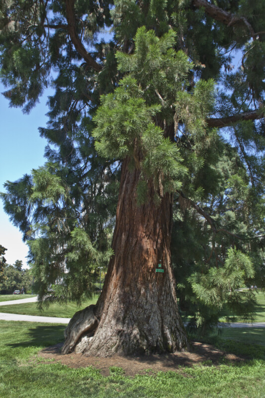 Giant Sequoia Tree Trunk