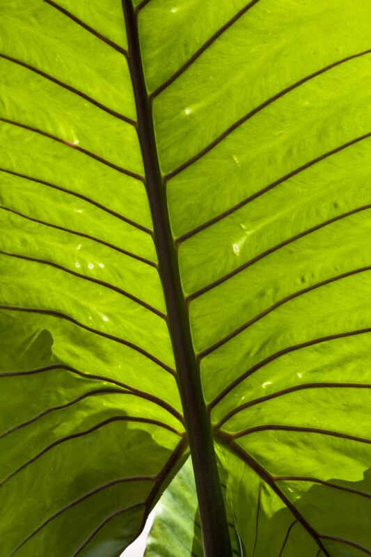 Giant Taro Leaf Close-Up