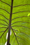 Giant Taro Leaf Veins