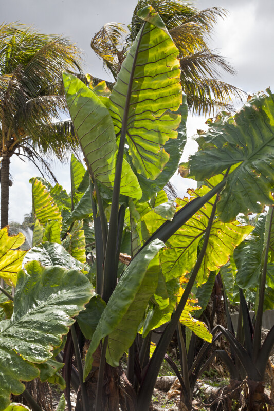 Giant Taro Plant at the Fruit and Spice Park