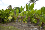 Giant Taro Plants