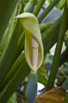 Giant Taro Spathe