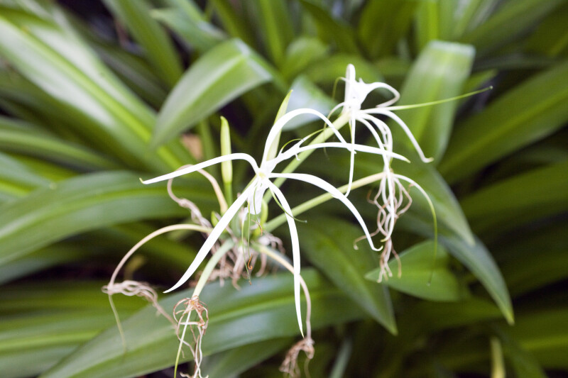 Giant Tropical Spider Lily Flower