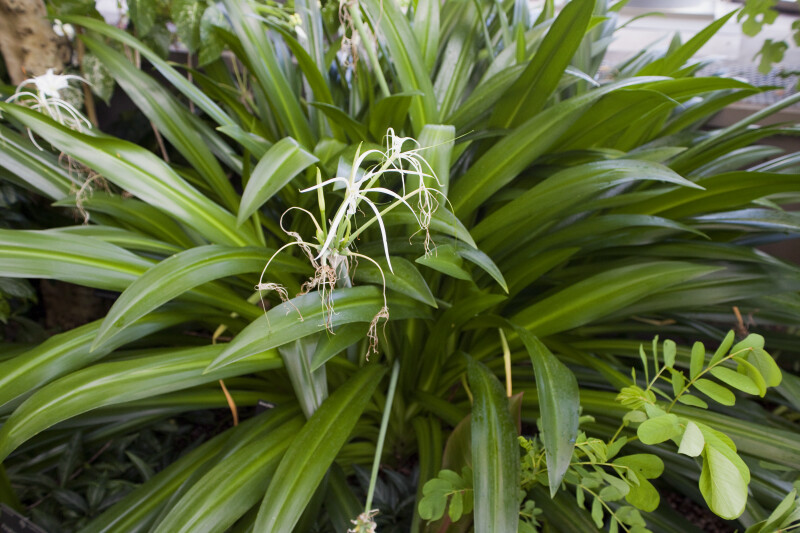 Giant Tropical Spider Lily